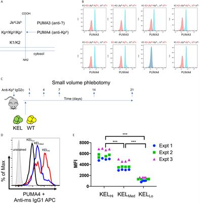 Antibodies to Low-Copy Number RBC Alloantigen Convert a Tolerogenic Stimulus to an Immunogenic Stimulus in Mice